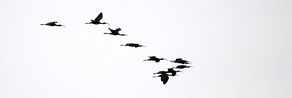 Zwarte ibis